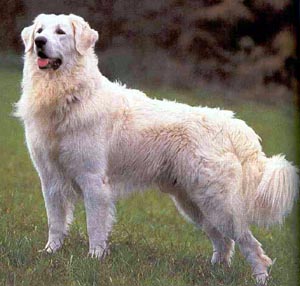 KUVASZ